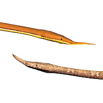 Spear-nosed Snake (Langaha madagascariensis) from the rainforest regions of eastern Madagascar. Male (top) and female (bottom)  Digitally altered image.
