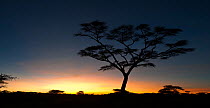 Acacia tree at dawn. Ngorongoro Conservation Area / Serengeti National Park, Tanzania. March 2010. (digitally stitched image)