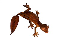 Satanic Leaf-tailed Gecko (Uroplatus phantasticus) on white background. From Ranomafana National Park, Madagascar.