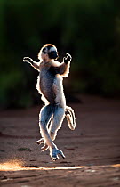 Verreaux's Sifaka (Propithecus verreauxi) skipping across open space in spiny forest. Berenty Private Reserve, southern Madagascar.