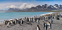 Colony of King Penguins (Aptenodytes patagonicus) on the beach at Salisbury Plain, South Georgia, South Atlantic. January 2010. (digitally stitched image)