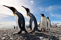 RF- King Penguins (Aptenodytes patagonicus) walking along the beach at Salisbury Plain, South Georgia, South Atlantic. January. (This image may be licensed either as rights managed or royalty free.)