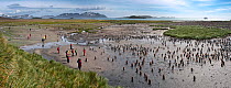 King Penguin (Aptenodytes patagonicus) breeding colony with tourists observing chicks,  Salisbury Plain, South Georgia, South Atlantic. January 2010.(digitally stitched image)