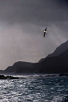 Wandering Albatross (Diomedea exulans) flying over rugged coast near Stromness, South Georgia, South Atlantic. January (digitally altered image)