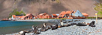 Antarctic Fur Seal colony (Arctocephalus gazella) with abandoned whaling station in the background. Stromness, South Georgia, South Atlantic. January 2010 (digitally stitched image)