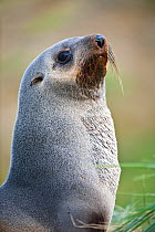 Antarctic Fur Seal (Arctocephalus gazella) head portrait of female, Grytviken, South Georgia, South Atlantic.