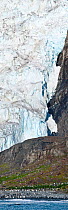 King Penguin colony (Aptenodytes patagonicus) at Gold Harbour with hanging glacier. Southern extreme of South Georgia, South Atlantic. January 2010. (digitally stitched image)