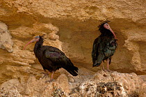 Northern bald / Hermit ibis / Waldrapp (Geronticus eremita) pair, Critically endangered, captive