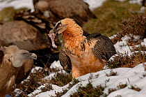 Bearded vulture  (Gypaetus barbatus) perched on ground in snow, feeding on bone, with Griffon vulture (Gyps fulvus) in the background, Pyrenees, France Photographed in French Pyrenees