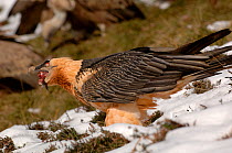 Bearded vulture  (Gypaetus barbatus) perched on ground in snow, feeding on bone, Pyrenees, France