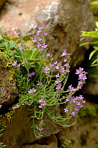 Fairy foxglove (Erinus alpinus) flowering from rock wall, UK
