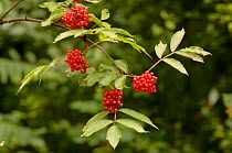 Red-berried elder (Sambucus racemosa) with berries, UK