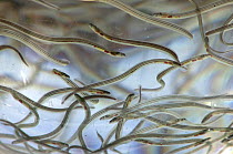 Collection of European eels (Anguilla anguilla) bred as part of breeding project, to be exported to Lough Neagh in Northern Ireland. UK. May 2010