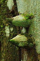 Spine-covered trunk of a White pricklyash tree(Zanthoxylum martinicense) in lowland tropical rainforest, Los Haitises National Park, Dominican Republic, Caribbean