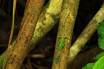 Bark anole lizard (Anolis distichus) on the stilt roots of a yagrumo tree (Cecropia schreberiana) in lowland tropical rainforest over limestone, Los Haitises National Park, Dominican Republic, Caribbe...