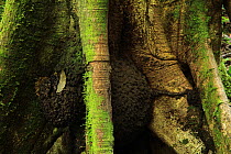 Termite nest amongst the stilt roots of a Yagrumo tree (Cecropia schreberiana), in lowland tropical rainforest over limestone, Los Haitises National Park, Dominican Republic, Caribbean