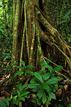 Stilt roots of a Yagrumo tree (Cecropia schreberiana), with limestone rock behind, lowland tropical rainforest over limestone, Los Haitises National Park, Dominican Republic, Caribbean
