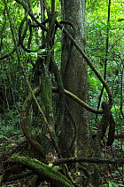 Chewstick plant or 'Bejuco de Indio lianas' (Gouania lupuloides) and jobo de puerco tree (Spondias purpurea) in lowland tropical rainforest over limestone, Los Haitises National Park, Dominican Republ...