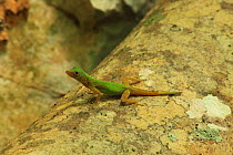Male bark anole lizard (Anolis distichus) on the roots of a strangler fig (Ficus sp.) in tropical rainforest, Los Haitises National Park, Dominican Republic, Caribbean, October 2009