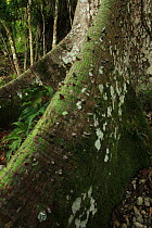 Spine-covered buttress of a Ceiba / Kapok tree (Ceiba pentandra) in tropical rainforest growing over limestone, near Los Haitises National Park, Dominican Republic, Caribbean