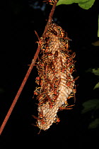 Wasp nest in tropical rainforest, Los Haitises National Park, Dominican Republic