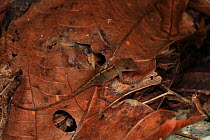 Portrait of Anole lizard (Anolis semilineatus) on a fallen leaf in tropical rainforest, Los Haitises National Park, Dominican Republic, Caribbean