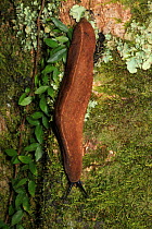 Slug on the trunk of a Mango tree (Mangifera indica) at 400 metres, near Loma Quita Espuela Scientific Reserve, Dominican Republic