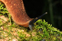 Slug with optical tentacles extended, on the trunk of a Mango tree (Mangifera indica) at 400 metres, near Loma Quita Espuela Scientific Reserve, Dominican Republic