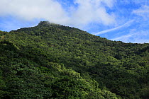 View of Loma Quita Espuela covered in rainforest and cloud forest, from 600 metres, Loma Quita Espuela Scientific Reserve, Dominican Republic, Caribbean