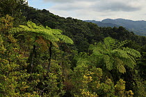 Tree ferns (Cyathea arborea) and view of rainforest at 600 metres, Loma Quita Espuela Scientific Reserve, Dominican Republic, Caribbean
