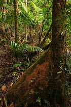 Buttressed base of a Cola tree (Mora abbottii) Manacla / Sierra palms (Prestoea montana)  in tropical rainforest at 770 metres, Loma Quita Espuela Scientific Reserve, Dominican Republic, Caribbean