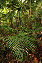 Tree fern (Cyathea arborea) and Manacla / Sierra palm (Prestoea montana) in tropical rainforest at 770 metres, Loma Quita Espuela Scientific Reserve, Dominican Republic, Caribbean