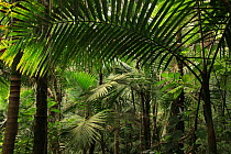 Manacla / Sierra palm (Prestoea montana) in tropical rainforest at 770 metres, Loma Quita Espuela Scientific Reserve, Dominican Republic, Caribbean