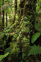 Moss-covered base of a Cola tree (Mora abbottii), with manacla or sierra palms (Prestoea montana), in cloud forest at 900 metres, Loma Quita Espuela Scientific Reserve, Dominican Republic, Caribbean