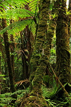 Moss-covered trunks of Manacla / Sierra palms (Prestoea montana) and Tree fern (Cyathea arborea), in cloud forest at 910 metres, Loma Quita Espuela Scientific Reserve, Dominican Republic