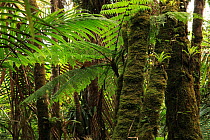 Moss-covered trunks of Manacla / Sierra palms (Prestoea montana) and Tree fern (Cyathea arborea), in cloud forest at 910 metres, Loma Quita Espuela Scientific Reserve, Dominican Republic