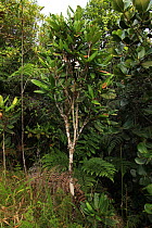 'Palo de vela' or Candle tree (Tabebuia ricardii) in tropical rainforest at 500 metres, Loma Quita Espuela Scientific Reserve, Dominican Republic. NB:This species is endemic to the Dominican Republic...