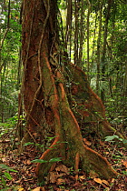 Buttressed base of a cola tree (Mora abbottii) in lowland tropical rainforest at 430 metres, Loma Quita Espuela Scientific Reserve, Dominican Republic, Caribbean