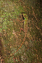 Anole lizard (Anolis sp.) on the trunk of a jina tree (Inga criolla) in lowland tropical rainforest at 430 metres, Loma Quita Espuela Scientific Reserve, Dominican Republic, Caribbean