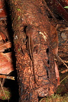 Anole lizard (Anolis sp.) on a tree in lowland tropical rainforest at 430 metres, Loma Quita Espuela Scientific Reserve, Dominican Republic.