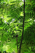 Frond pattern of tree ferns (Cyathea arborea) in lowland tropical rainforest at 420 metres, Loma Quita Espuela Scientific Reserve, Dominican Republic.