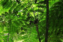 Frond pattern of tree ferns (Cyathea arborea) in lowland tropical rainforest at 420 metres, Loma Quita Espuela Scientific Reserve, Dominican Republic.