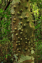 Spine-covered trunk of an White pricklyash / Pino de teta tree (Zanthoxylum martinicense) in lowland tropical rainforest at 420 metres, Loma Quita Espuela Scientific Reserve, Dominican Republic, Carib...
