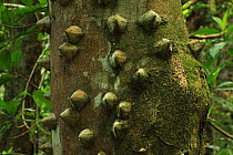 Spine-covered trunk of a White pricklyash tree  / Pino de teta tree (Zanthoxylum martinicense) in lowland tropical rainforest at 420 metres, Loma Quita Espuela Scientific Reserve, Dominican Republic,...