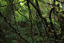 Samo lianas / 'Sea heart' / Monkey ladder vines (Entada gigas) in lowland tropical rainforest at 400 metres, Loma Quita Espuela Scientific Reserve, Dominican Republic.