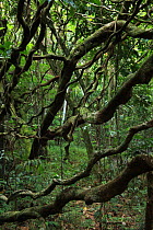 Samo lianas / 'Sea heart' / Monkey ladder vines (Entada gigas) in dense lowland tropical rainforest at 400 metres, Loma Quita Espuela Scientific Reserve, Dominican Republic.