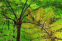 Tree fern (Cyathea arborea) with yellow frond in lowland tropical rainforest at 400 metres, Loma Quita Espuela Scientific Reserve, Dominican Republic.