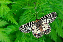 Southern Festoon Butterfly (Zerynthia polyxena) at rest on leaves. Captive bred specimen. Found throughout SE Europe.