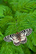 Southern Festoon Butterfly (Zerynthia polyxena) at rest on leaves. Captive bred specimen. Found throughout SE Europe.