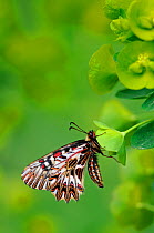 Southern Festoon Butterfly (Zerynthia polyxena) profile view. Captive bred specimen. Found throughout SE Europe.